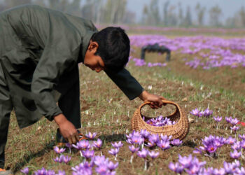 SRINAGAR, NOV 2 (UNI) A boy plucks saffron flowers at a saffron field at Pampore on the outskirts of Srinagar on Tuesday. UNI PHOTO-SRN8