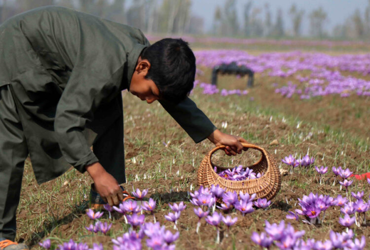 SRINAGAR, NOV 2 (UNI) A boy plucks saffron flowers at a saffron field at Pampore on the outskirts of Srinagar on Tuesday. UNI PHOTO-SRN8