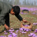 SRINAGAR, NOV 2 (UNI) A boy plucks saffron flowers at a saffron field at Pampore on the outskirts of Srinagar on Tuesday. UNI PHOTO-SRN8