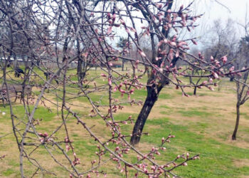 SRINAGAR, MAR 1 (UNI):- The premature blossoming of almond trees at Badamwari in downtown Srinagar on Wednesday has caused concern among the horticultural farmer. UNI PHOTO-70U