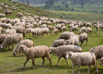 India, Kashmir, Gulmarg, Sheep grazing on hillside